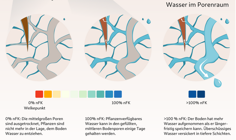 Schaubild über die verfügbare Menge von Wasser im Porenraum von Pflanzen