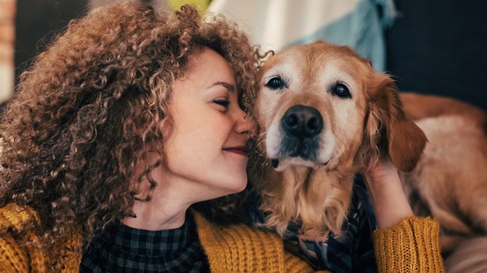 Frau streichelt einen Golden Retriever in einer warmen Wohnung.