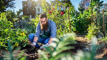 Person arbeitet im sonnigen Gemüsegarten zwischen Tomaten, Blumen und üppigem Grün.