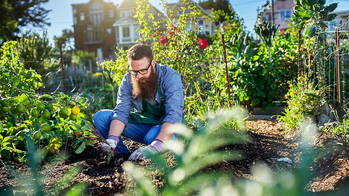 Person arbeitet im sonnigen Gemüsegarten zwischen Tomaten, Blumen und üppigem Grün.
