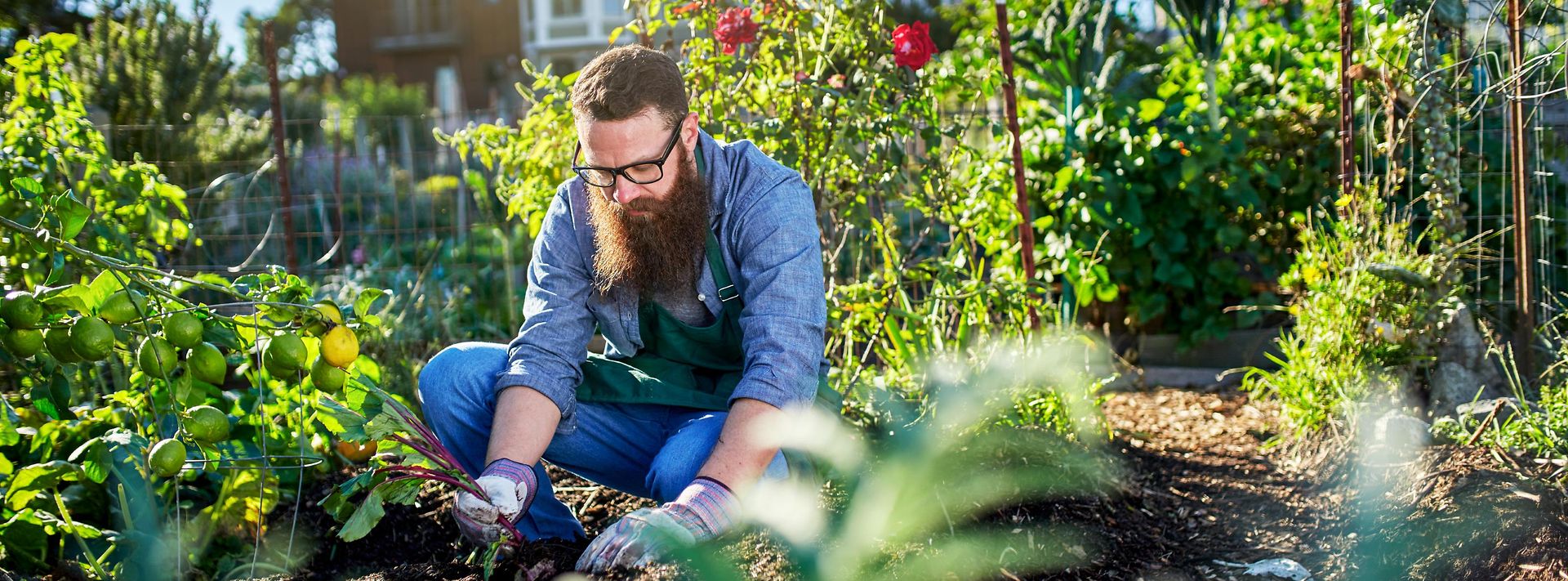 Person arbeitet im sonnigen Gemüsegarten zwischen Tomaten, Blumen und üppigem Grün.