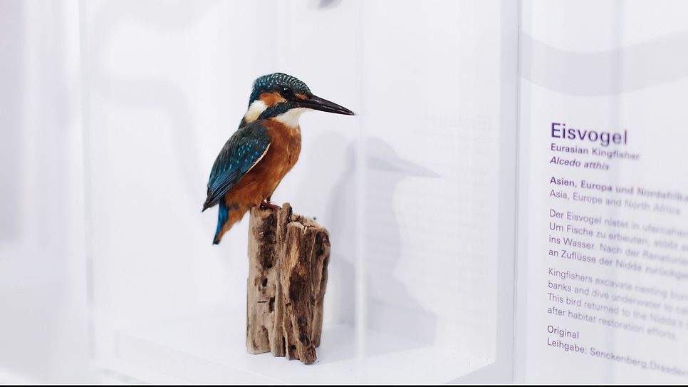 bild_senckenberg_ausstellung_03