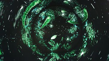 bild_senckenberg_ausstellung_03