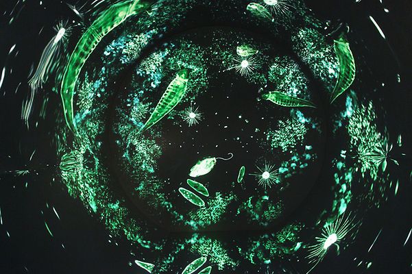 bild_senckenberg_ausstellung_03