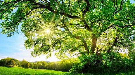 Großer, sonnendurchstrahlter Laubbaum auf einer Wiese