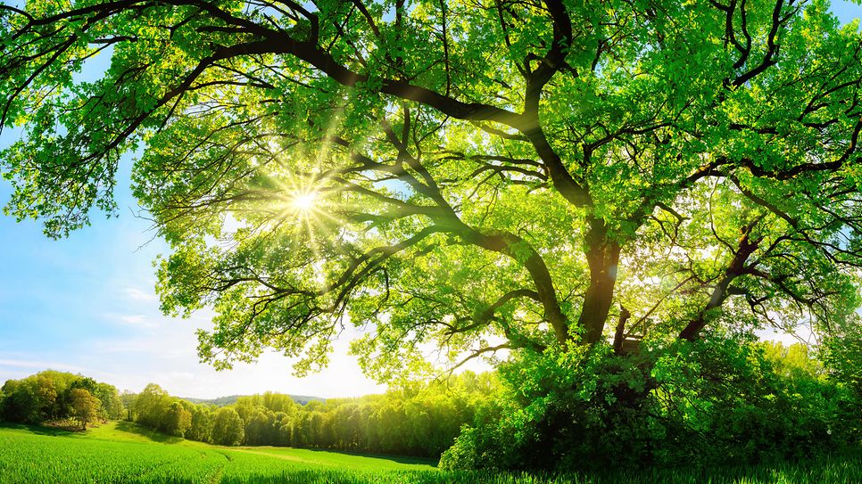 Großer, sonnendurchstrahlter Laubbaum auf einer Wiese