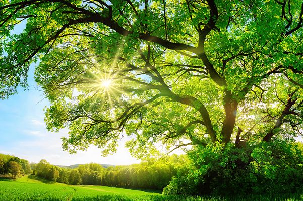 Großer, sonnendurchstrahlter Laubbaum auf einer Wiese