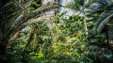 Palmen im Palmengarten Frankkfurt