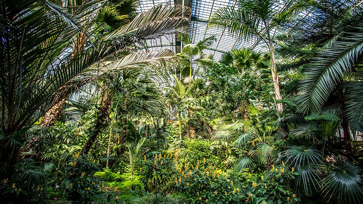 Palmen im Palmengarten Frankkfurt